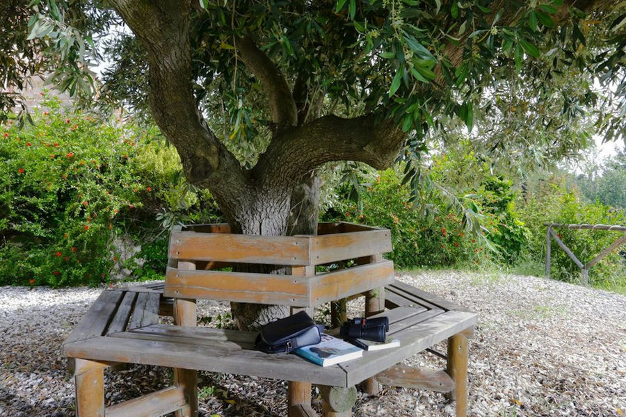 wooden bench around the trunk of olive tree at 'Eleonas' with bushes in the background